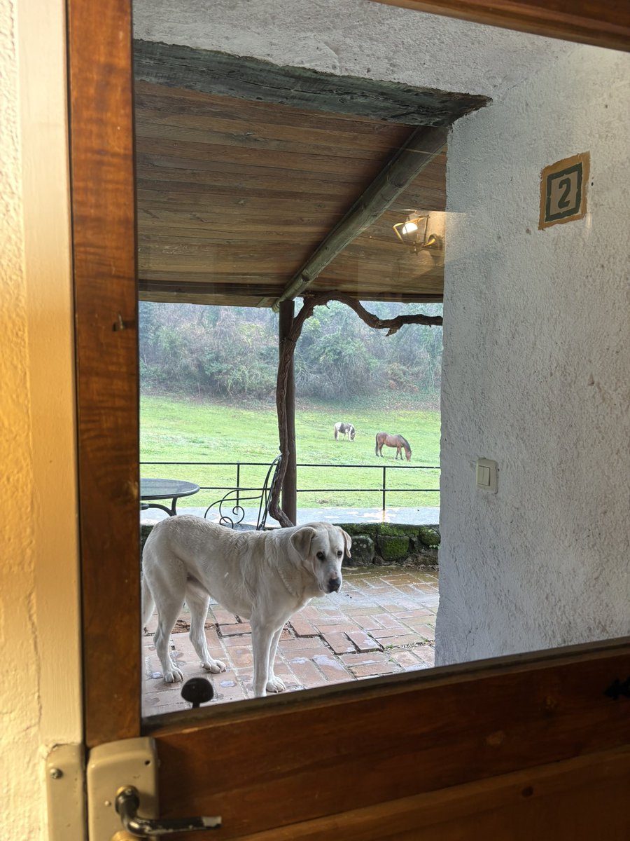 LaCaseriaCRural's tweet image. Se nota que somos amantes de los animales, ¿no? #petfriendly Admitimos mascotas en nuestra casa rural.