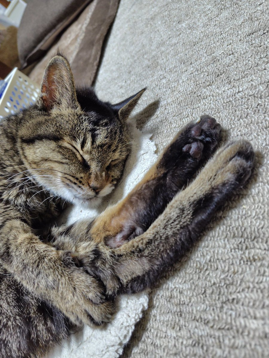 mago3ginger8's tweet photo. すやすや

#キジトラ
#猫のいる暮らし https://t.co/SnHzNuGs9y