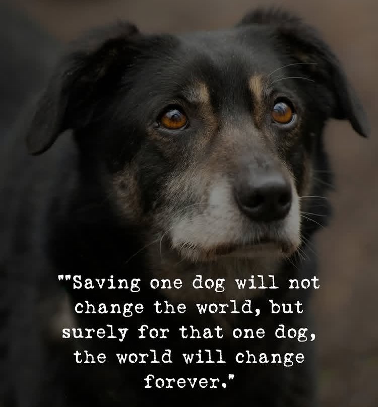Protect_Wldlife's tweet photo. So true ❤️‍🩹. https://t.co/aMSAkNJZLA