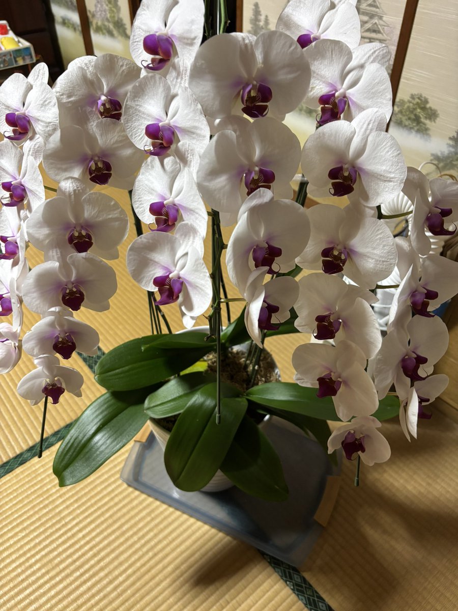 <a href="/takeshima_staff/">竹島宏 Hiroshi Takeshima【公式】</a> お疲れ様でした❣️
素敵な花かごですね
宏さんの手には薔薇の🌹花が咲いています🌹
“胡蝶蘭"
「幸福が飛んでくる」
アンプラグド
「そっとおやすみ」
優しい声を聴きながら気持ち良く眠れそうな夜です🌟
#竹島宏
#花便り
#絆