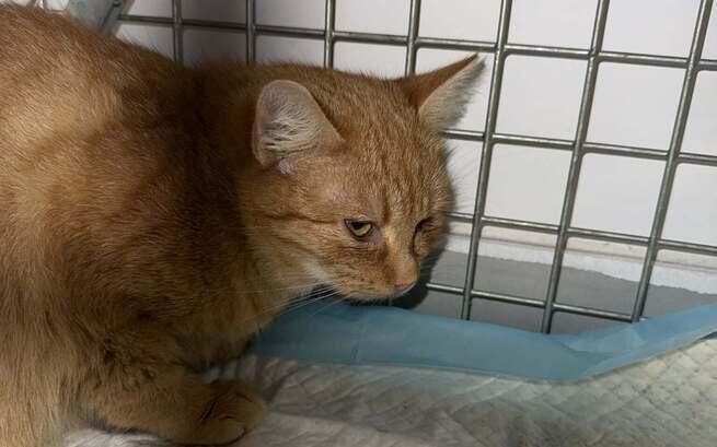 Nie ma imienia. Nie wiemy, ile ma lat. Nie wiemy, co przeszła💔 
Wiemy tylko, że jest dzikuskiem. I że trzeba jej pomóc‼️🙏🆘
ratujemyzwierzaki.pl/kastracja-10-2…