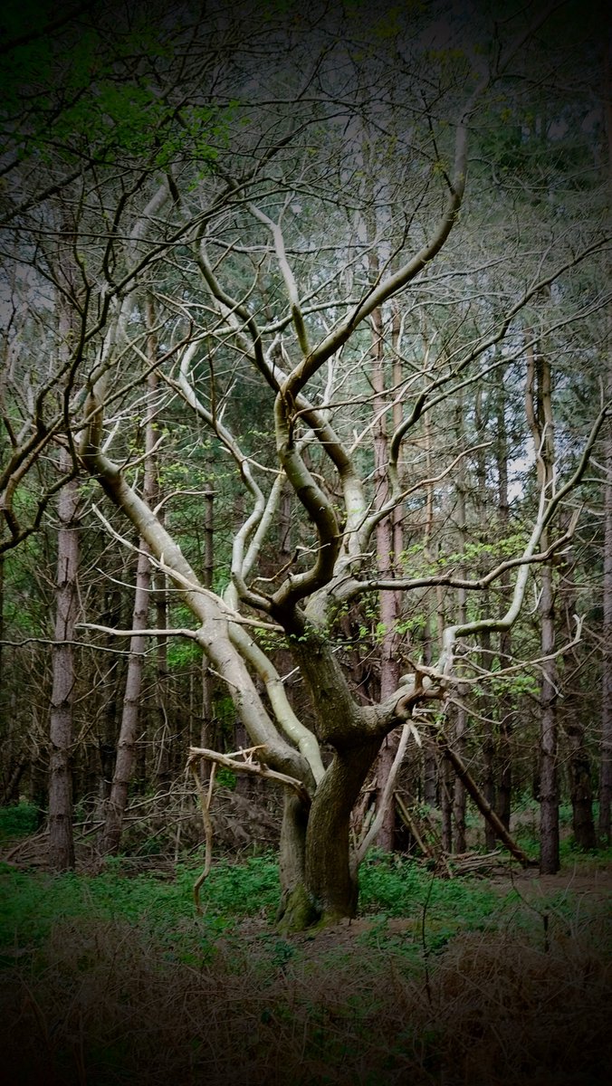 Julia Kavan - A Dark Miscellany tweet media