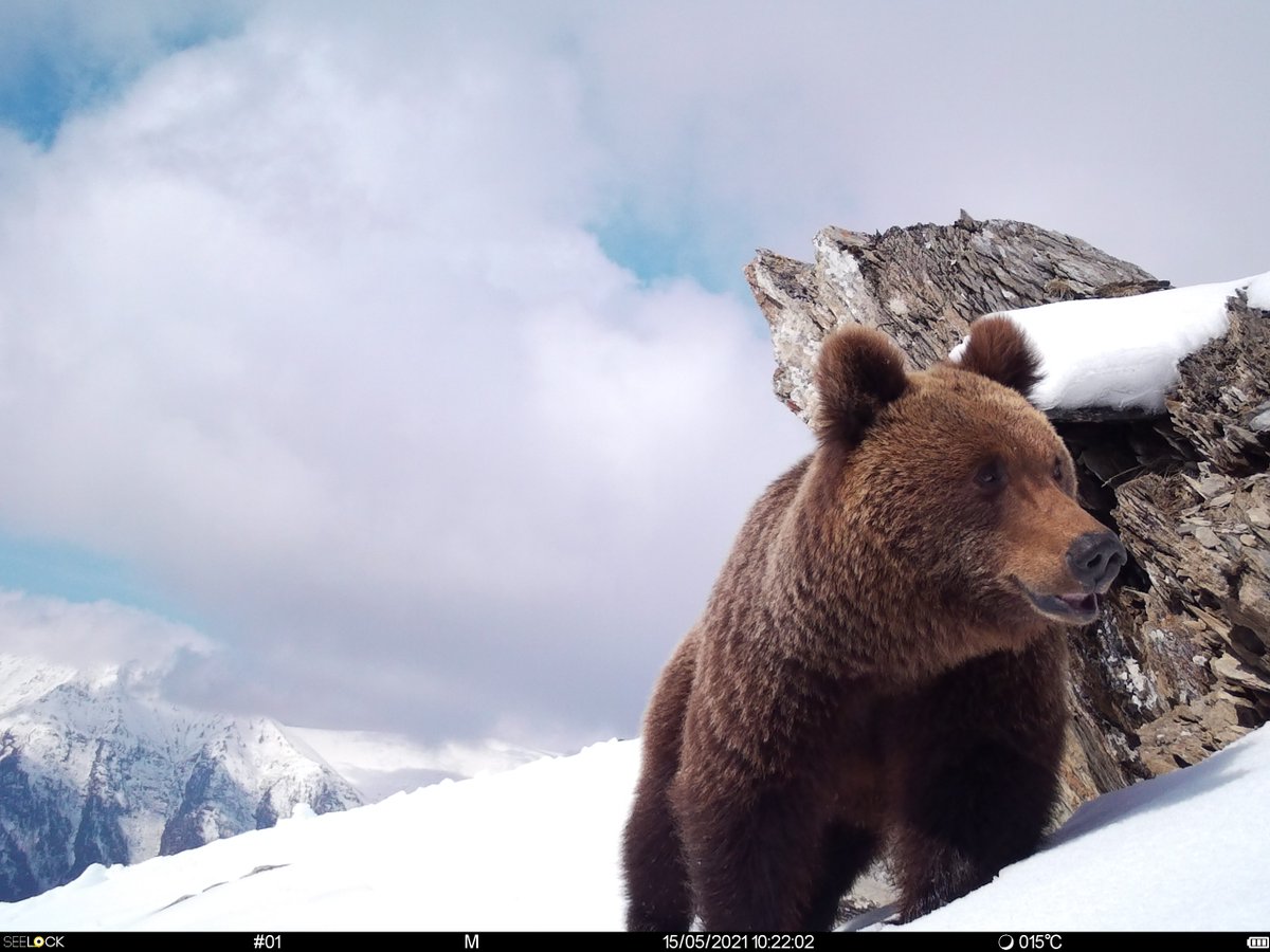 trailcam tweet media