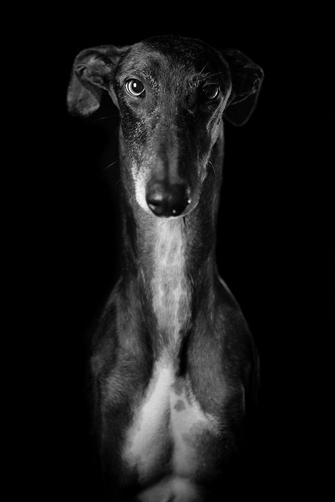 Hoy es El Día Mundial del Galgo.

En España se crían miles de galgos al año para la caza. Durante la temporada de caza (de octubre a enero) viven enclaustrados y descuidados y solo salen para las monterías. Les entrenan con técnicas horribles, como remolcarles atados a coches,