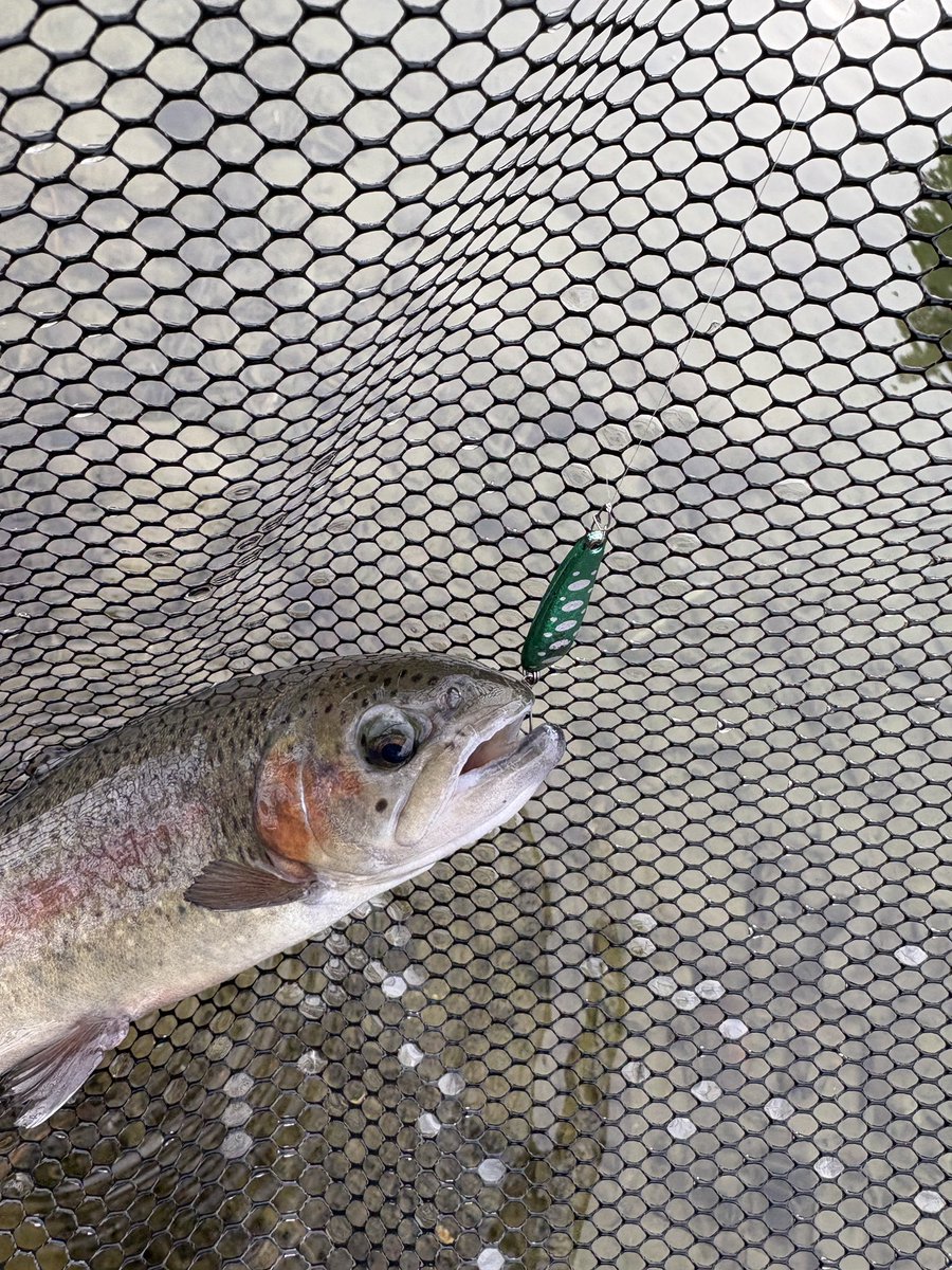 4FXncE36RkzhJTu's tweet photo. 約1ヶ月ぶりの釣り🤭
【秋保フィッシングエリア】さんへ🎣
お昼過ぎからの短時間✨
水が超クリアで底まで丸見えでした🤩
#カルテラス
#パラトtype HV3.0g
秋保FAさんはグリーンメタリック系が釣れる(私の勝手なイメージ🤭)
必ず投げるこのカラー💚
間違いありません👍
いい感じに釣れてくれました🫶 https://t.co/2isdNbDxqR