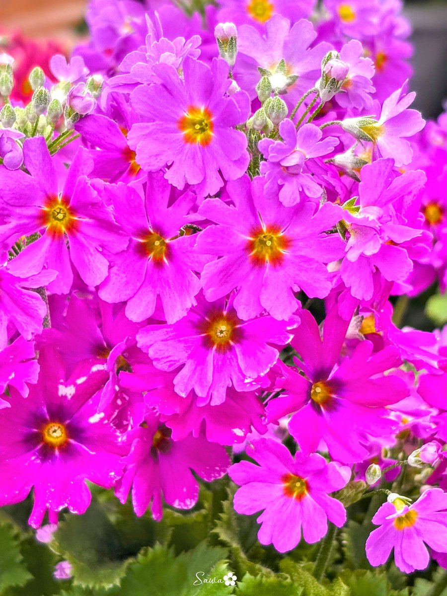 Sawa_ladybug555's tweet photo. ⁎.｡❀ *
こんばんは😊
リアル多忙と体調不良のため
週末は浮上できませんでした

久しぶりに出かけた先の
お店の屋根からの氷柱です

時を封じ込めた
厳しい冬の
象徴と
ゆっくり進む
春への希望を咲かせた
今日の誕生花の

🌸サクラソウ
🔖憧れ
2月もよろしくお願いします.⋆𝜗𝜚
おやすみなさい😴 https://t.co/gc4i1DwpWB