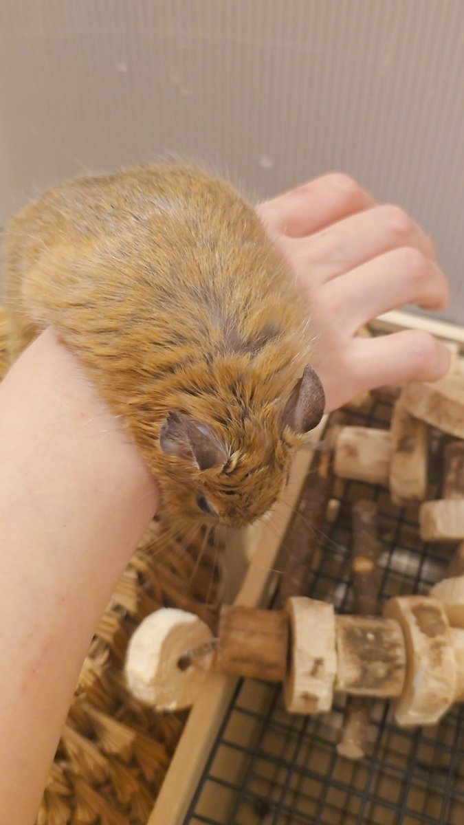 カピたんの前の飼い主さんたち、きっとカピとべったりやったんやろうなあ〜🐹
寂しいのか、最近はシャルマといても手の甲をむしってる模様💦
ひとりにすると必ずおハゲが進行するからシャルマが一緒にいてくれてるんやけど、人間のほうがいいのかなあ、かなり寂しがりな気がする💨
🐹カピ
#デグー