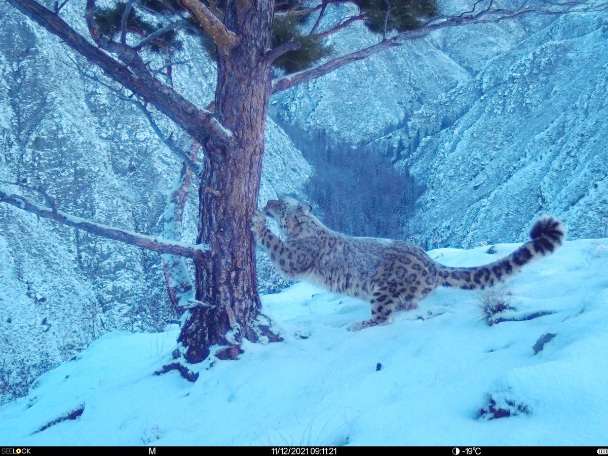 trailcam tweet media