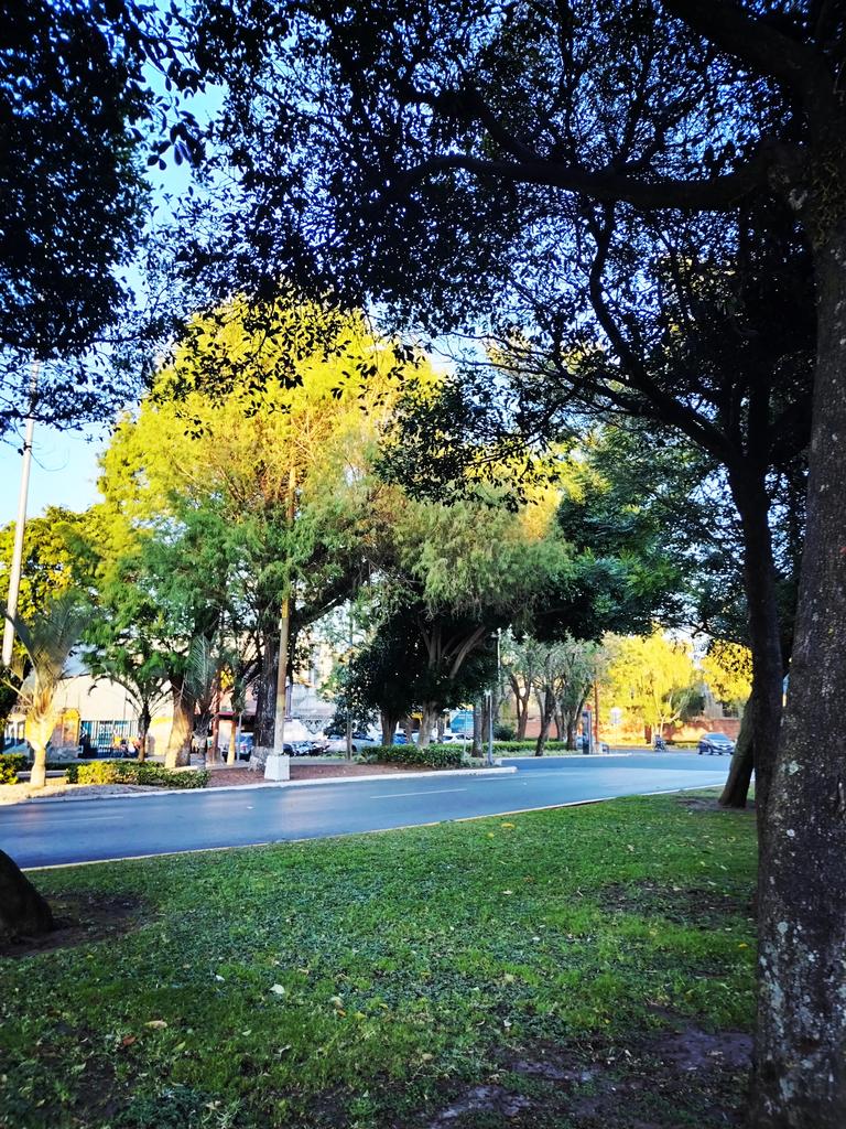 La naturaleza embellece la Avenida Reforma de la ciudad de Guatemala