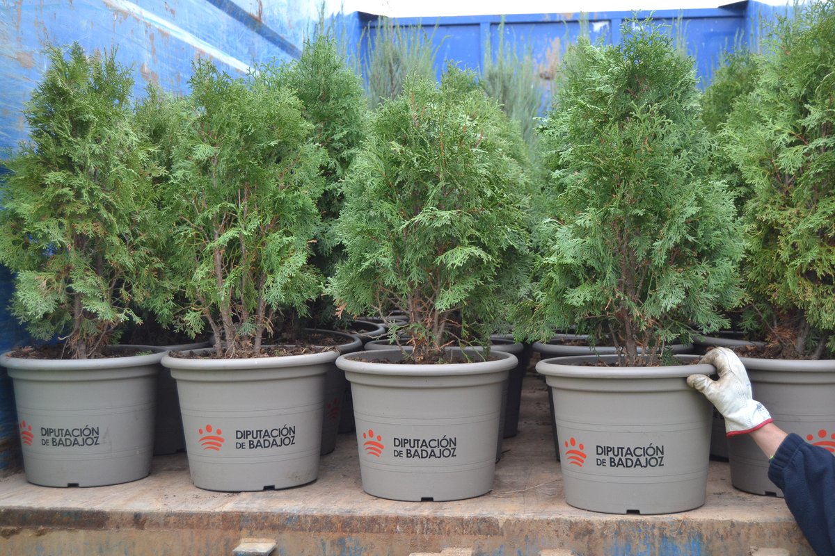 DipdeBadajoz's tweet photo. 🌴 El Vivero Provincial de #DipBdjz finaliza su campaña de invierno de suministro de plantas.

Se han hecho llegar 44 000 plantas a los 148 municipios participantes, lo que les ha supuesto un ahorro de unos 750 000 euros.

➕ℹ️ https://t.co/yN4NjyZRNO
🌐 #ODS11 #ODS15 #ODS17 https://t.co/TLE0Q0vttt