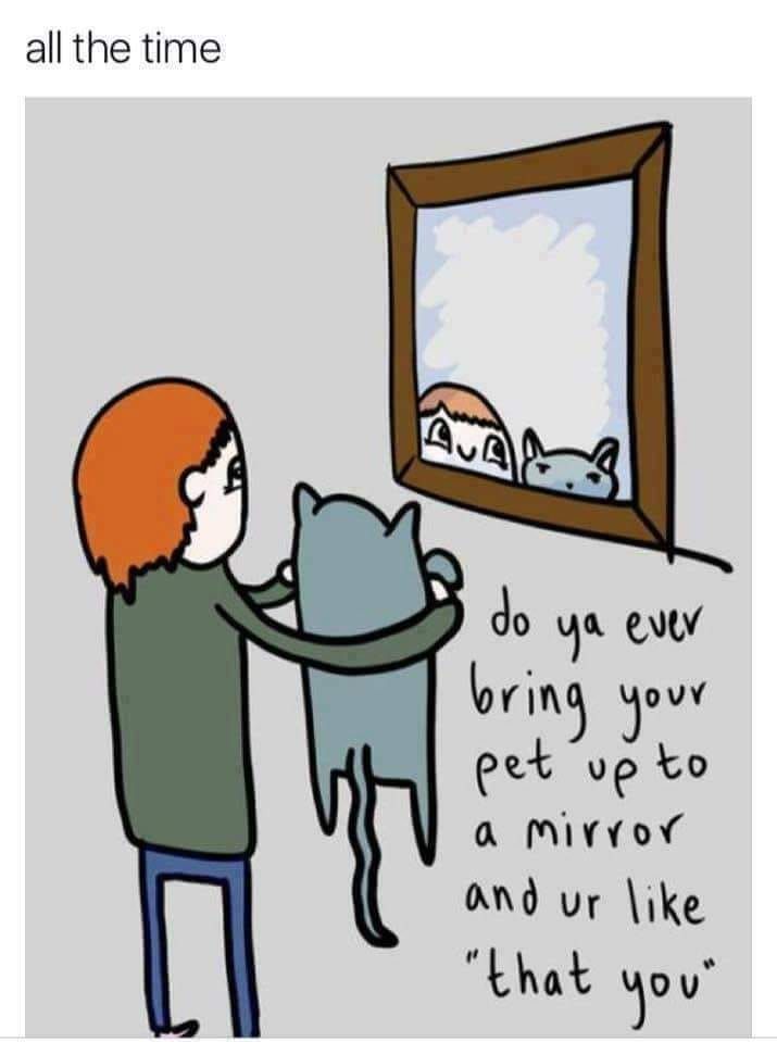 Cats and Kittens tweet media