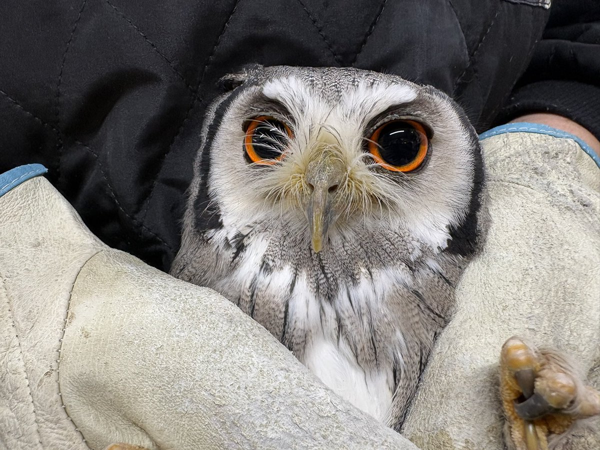 フクロウと小動物のお店 鷹翔 (@takasho_petshop) / Posts / X