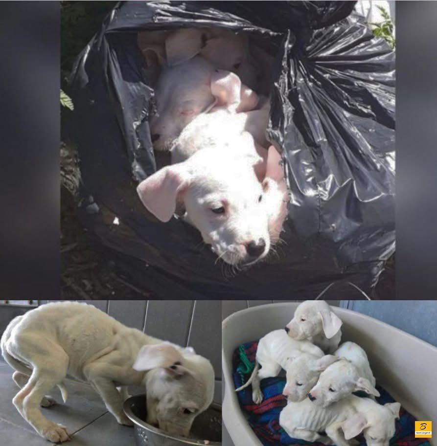 In a heartbreaking discovery, eight tiny puppies were found stuffed inside a garbage bag, left alone and helpless  🥹 
Their frail bodies showed signs of starvation, and their frightened eyes silently begged for help. 

But fate had other plans—compassionate rescuers arrived just