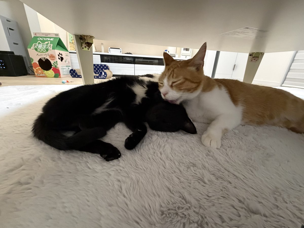 コムギと卍丸(まんじまる)とのりまきとおむすびとおはぎ (@komugi56285