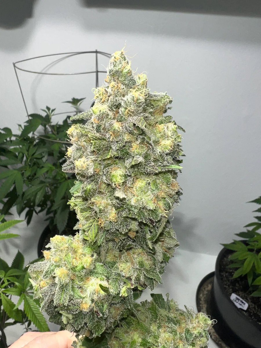 ⛽️BUD🔌 tweet media