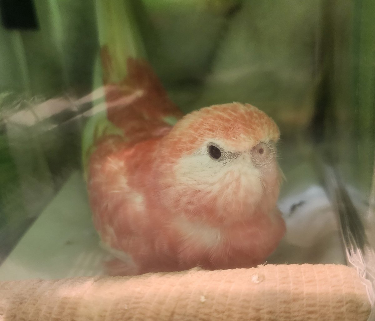 今日はルルの通院🏥
最近は2週間間隔で通院してましたが、調子が良くなってきたので次回は１ヶ月後👏👏👏
飼い主忙しい中、2日続けて東京へ行き気がついたら電車で爆睡してました🤣