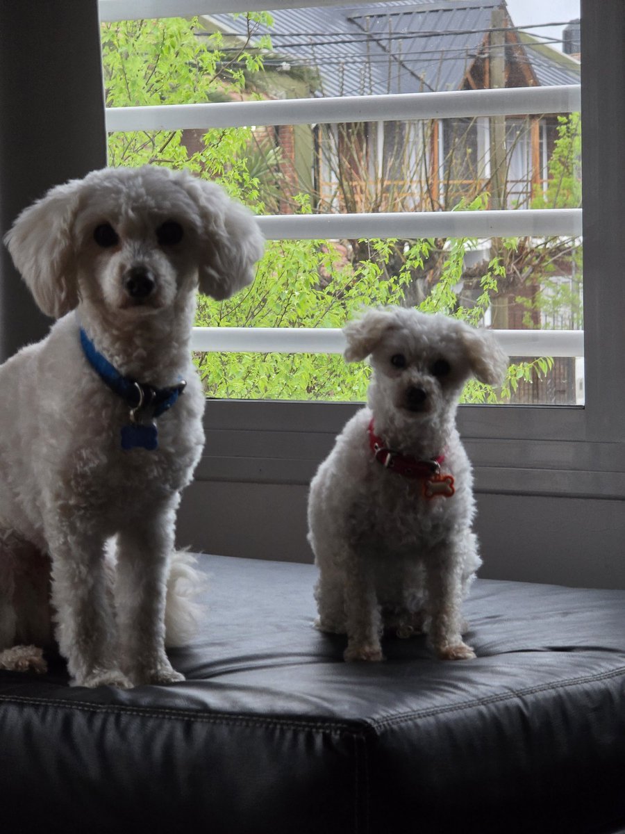 🐩ANNA ☕🐩🤫 tweet media