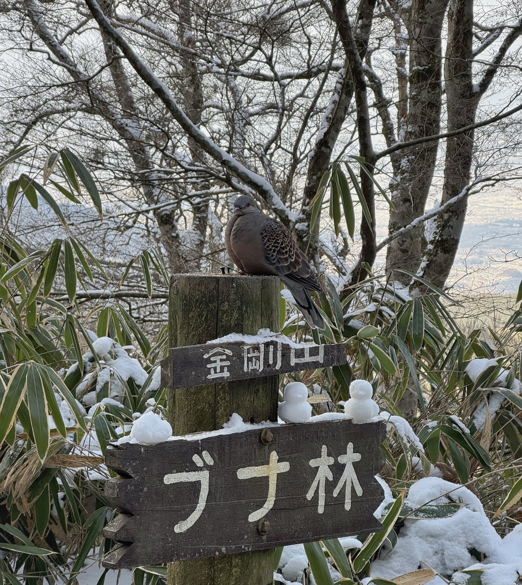 皮蟹 tweet media