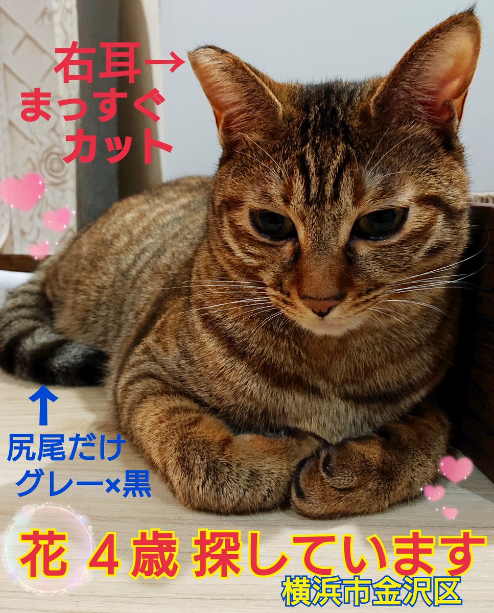 はっち (@zmNEgIX7HEyMgs5) / Posts / X