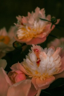 여러분, 작약이 부와 명예, 그리고 행운을 상징하는 꽃이래요. 집에 걸어도 좋고 핸드폰에 저장해도 좋아고 합니다. (엄마의 정원에 있던 작약) 작약사진 RT하신 분들에게 부/명예/행운이 들어옵니다!

그리고 12일까지 RT 중 1분께 A2 사이즈 작약 포스터 보내드릴게요😊