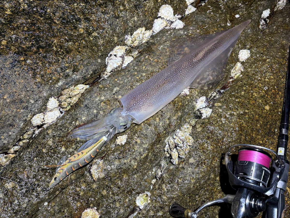 ひたすらシャクリ倒した週末

釣果的には可愛いものだけど、はじめて
明確に「あ、今釣れる」と思った瞬間にヒット。
この竿のコンセプトの潮を感じるって漠然とは理解してたつもりだったけど、初めて明確に分かったことが何より嬉しかった。

 #バトゥータ