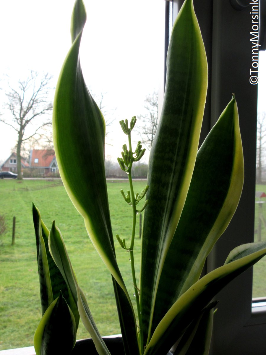 tonnymorsink's tweet image. De flora en fauna kan mieters intressant zijn! Neem nu de #Sansiviera! Binnenhuis op naar een zeldzame bloeifase!! Deze plant wordt goed verzorgd!! 
Let op de plakkerige druppels #nectar die langs de stengel naar beneden sijpelen!!