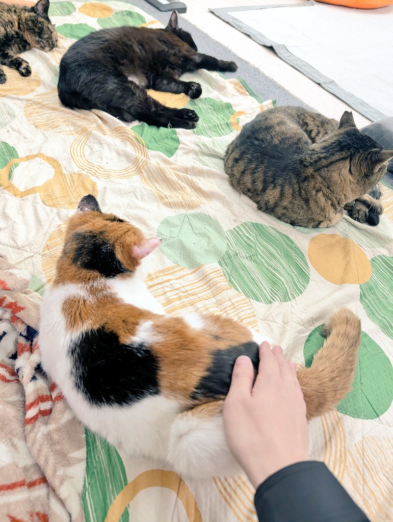 Zeroshift_flow's tweet photo. 保護猫カフェ に初めて行きました
野良猫、捨て猫が属していて、ゆっくりと距離を縮める必要があります
そうして人間慣れする事で里親獲得に繋がるそうです

僕は、猫が向こうからやってくるのを2時間くらい待ちました
すると近づいてきてくれた猫が、ついに背中を向けてくれました(撫でてもよい合図) https://t.co/bQ0EIj7cXF