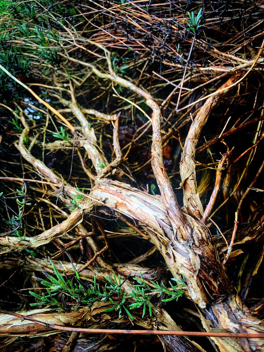 Delweddauimages's tweet image. Lavender Branch #NaturePhotography #lavender #project26 #365Project 
#photography
#findyourepic
#Welshphotography
#iphone
Visit delweddauimages.co.uk