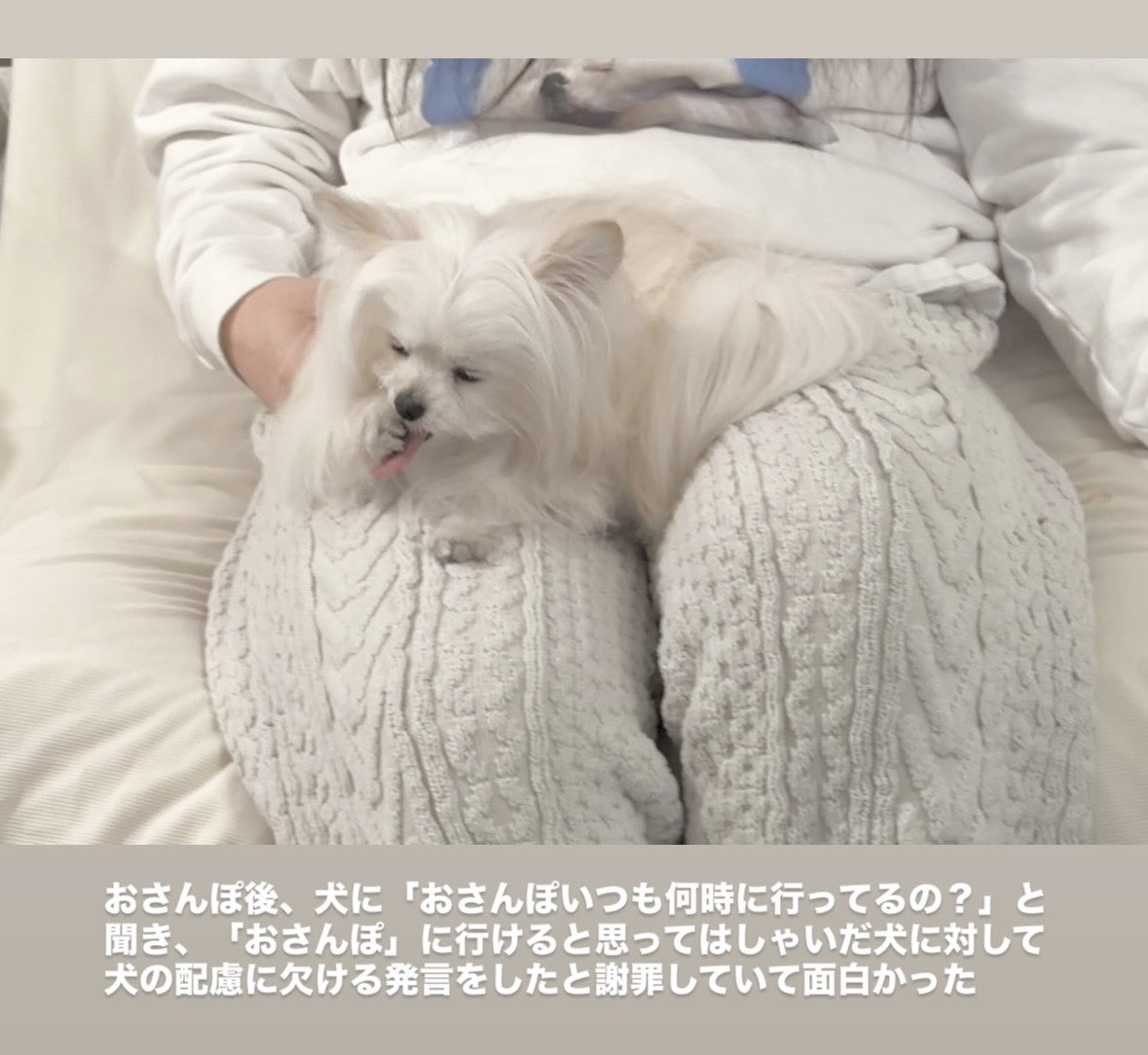 かわいーぬ (@kawai_nu_san) / Posts / X