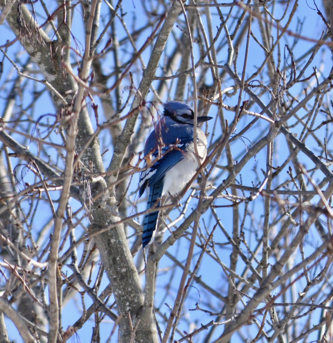 DrummerBoy2112's tweet image. A blue jay in the trees. 
Have a fine feathery February folks!
#pei #nature #birds