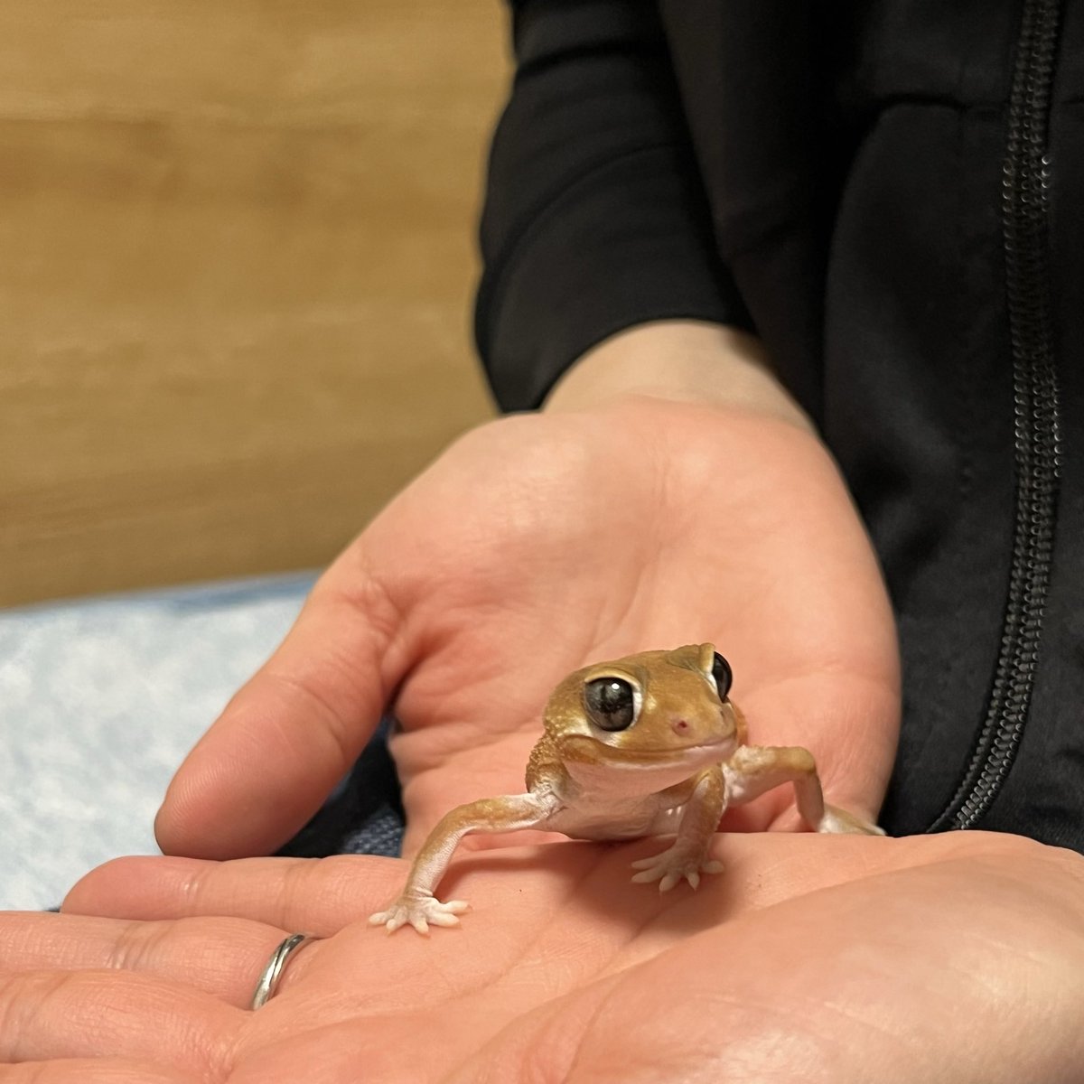 rinoa_52's tweet photo. ナメハダタマオヤモリをお迎えしました！
お顔も尻尾もとってもかわいい🩷
お迎え時の体重9g😊

＃ナメハダタマオヤモリ https://t.co/jS6OWXHdCp