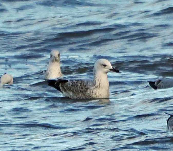 ChrisDipperBoyd's tweet photo. #Norfolk #SeaPalling Iceland Gull with Caspian Gulls and Purple Sandpipers for support.
A visit to Sheringham gave window sill views of the E Black Redstart, distracting from the Grey Wagtail. https://t.co/KmCAUjdA6v