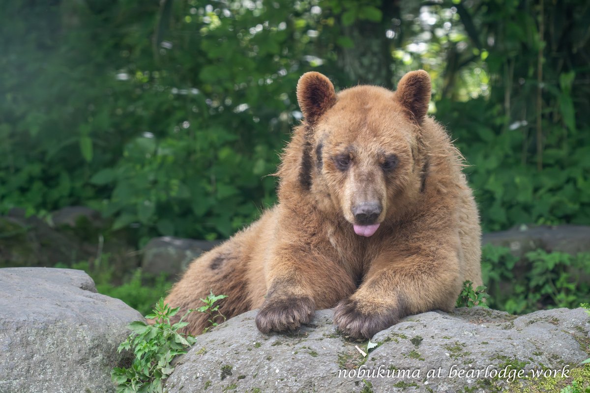 のぶクマ🐻羆と香辛料 (@kumar0001) / Posts / X