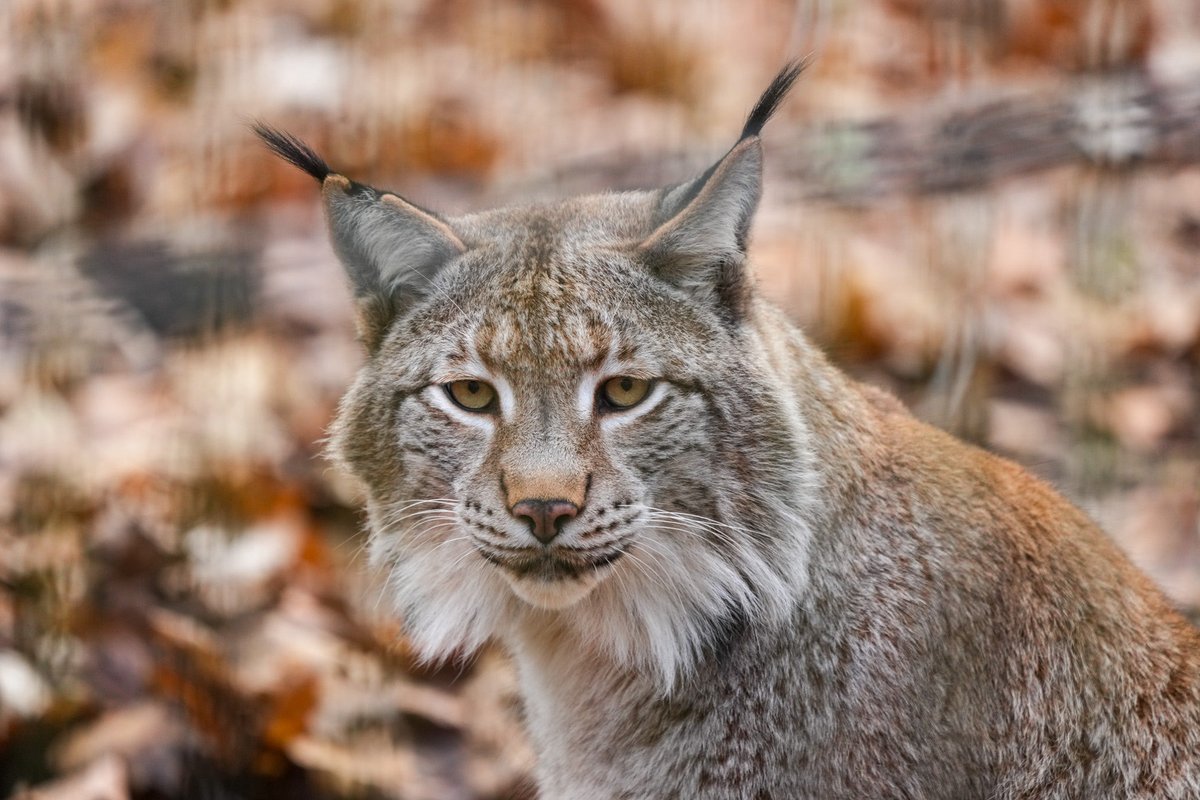 Pfalzfoto's tweet photo. Heute im Wildpark Rheingönheim. Ein Bericht folgt später. #Ludwigshafen #Pfalz #Wildpark #Luchs https://t.co/xiWFYmC3yn