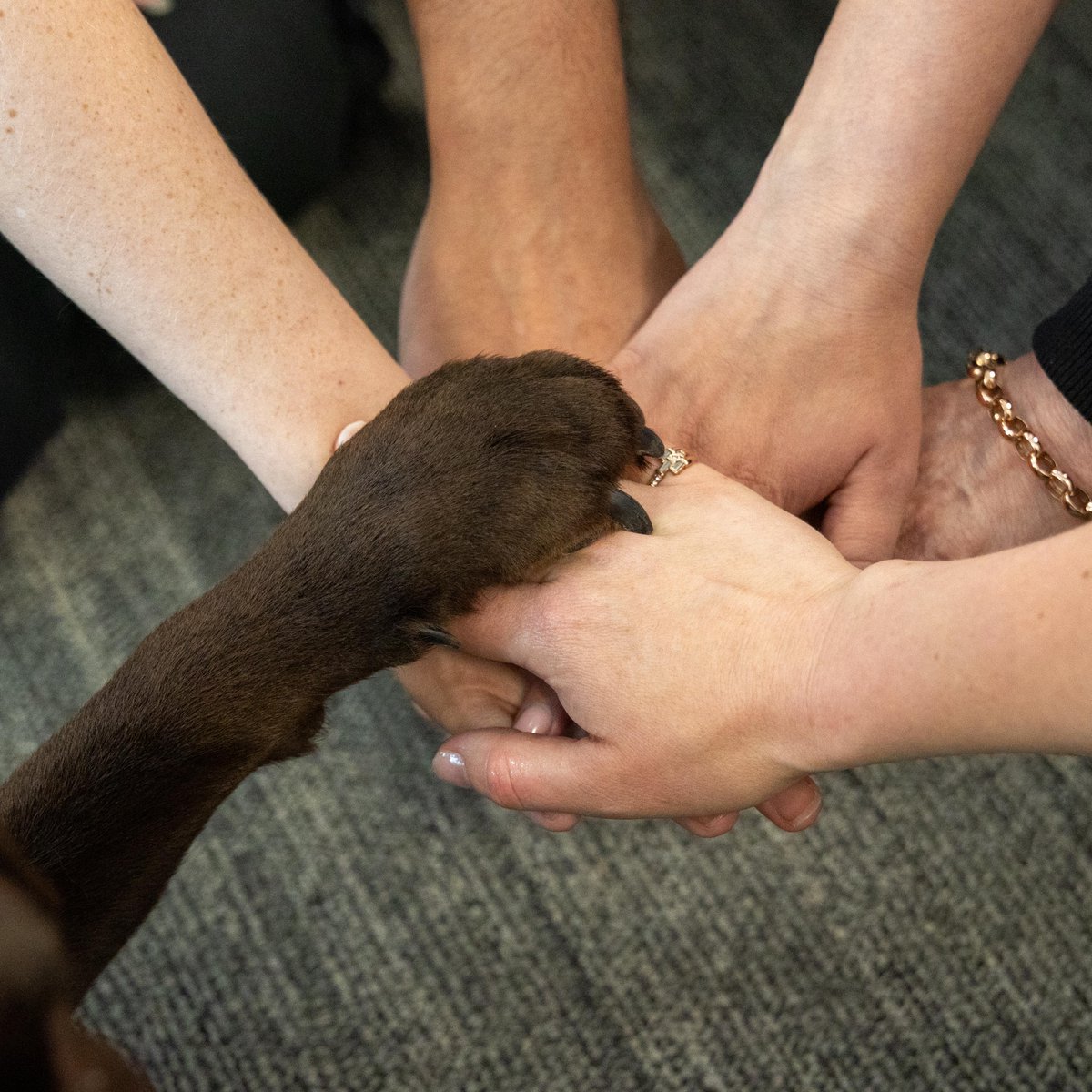 ASDGovAu's tweet photo. Our #CyberPups are learning that the ASD workforce is diverse, curious and united by an important mission - and shared love of treats ❤ https://t.co/LiBkM9aWpa