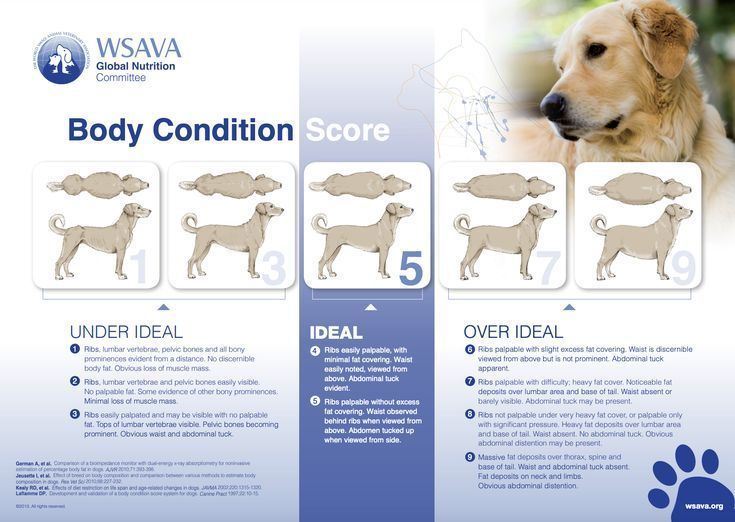 HealthCare_Pets's tweet photo. Canine body condition score to ensure dogs are at a healthy weight.
To download: https://t.co/r6PySwbmCY
.
.
.
#BodyConditionScore #DogObesity #CanineObesity #PetObesity #PetWeightManagement #DogWeight #PetWeight #ObeseDog #DogHealth #OverweightDog #PetHealth #PetWellness https://t.co/NUINaO91Ts