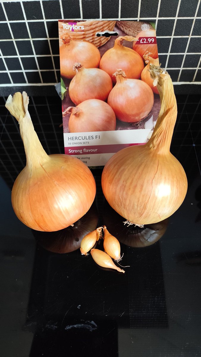 kase101's tweet image. Almost time to start this year's onions. Still eating those from last year, and they have stored extremely well - Hercules is a variety I recommend. #GardenersWorld