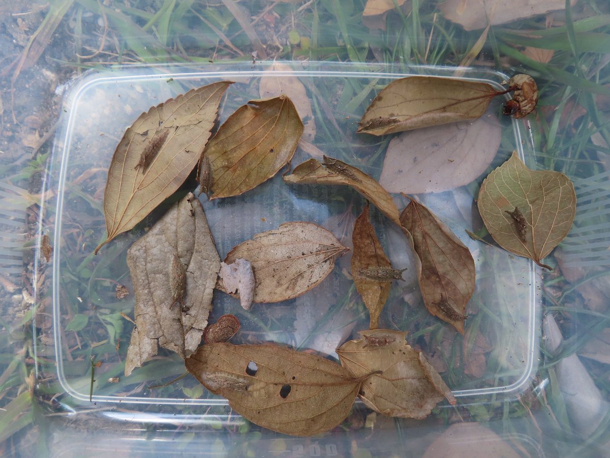 いけす生物部 tweet media