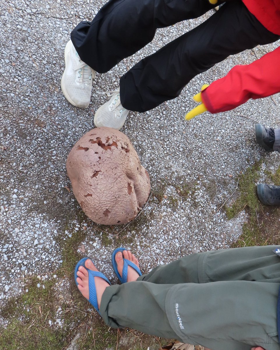 いけす生物部 tweet media