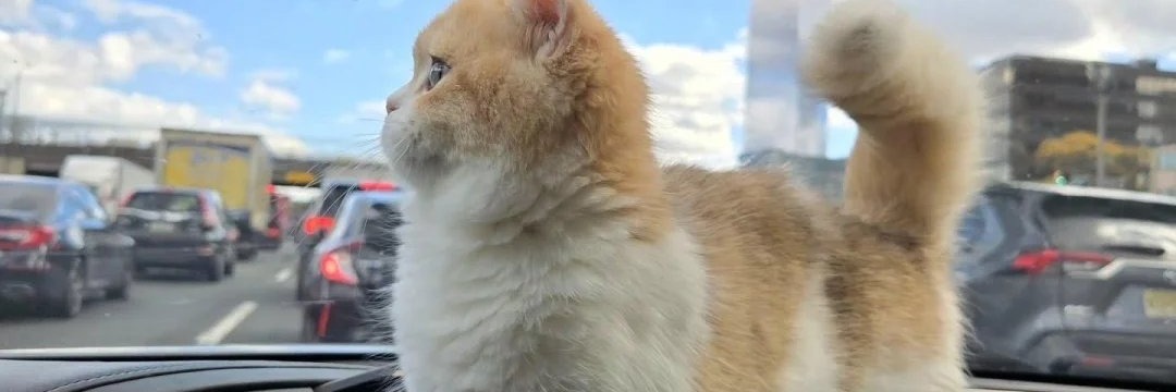 مـــــــهـMahaـا tweet media