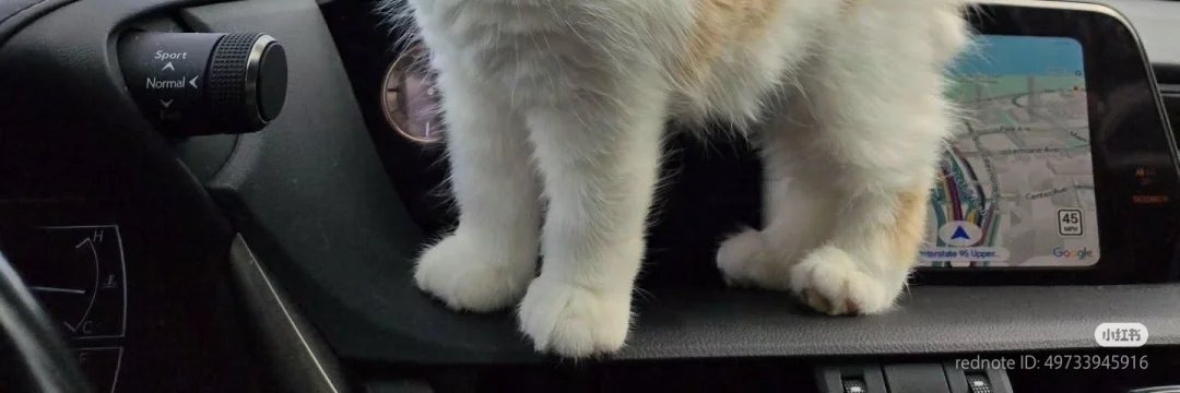 مـــــــهـMahaـا tweet media