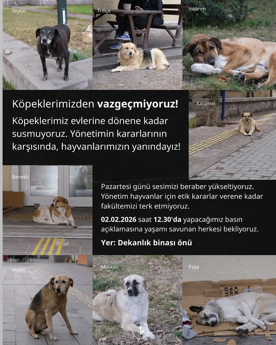 Ankara Üniversitesinde toplanan can dostlarımız için eylemdeyiz ❗️

Köpeklerimizden VAZGEÇMİYORUZ❗️

Lütfen paylaşalım , sesimizi duyuralım değerli dostlarım 📢

#KöpeklerimizdenVazgeçmiyoruz