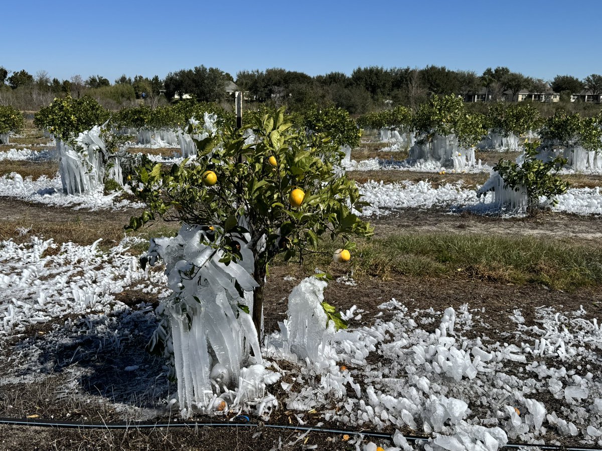 BloodBrief's tweet photo. Here’s a sight you don’t see every day. Frozen orange trees in Central Florida. The irrigation was still on Sunday afternoon. https://t.co/MoaWtErYfV