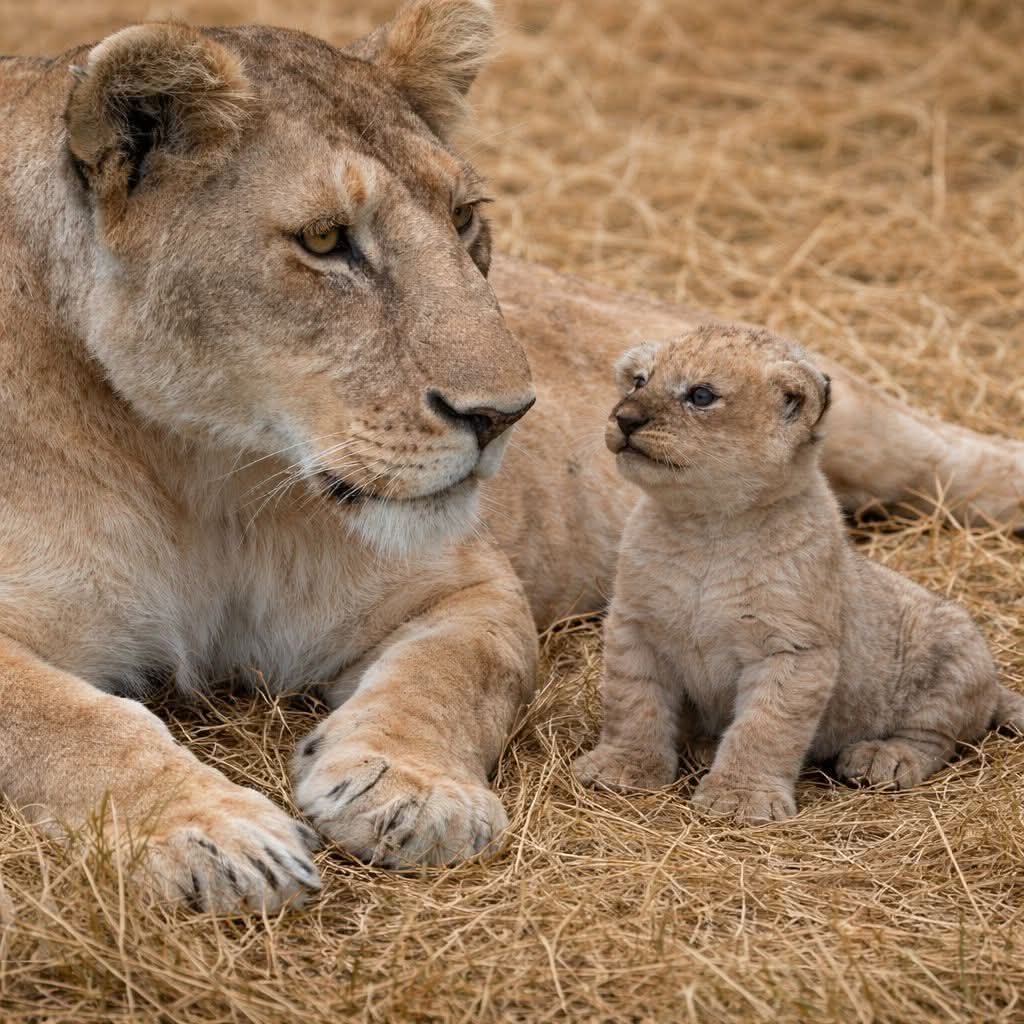 CryptoNewsMED's tweet photo. Surrounded by golden dry grass, this tender moment proves one timeless truth 🧡
Even the fiercest hearts soften in the presence of their young.
Power pauses. Love takes over. 
#wildlife #animalbond #motherhood #wildlove #naturelovers
#bigcats #wildlifephotography #animalemotions https://t.co/ToaTsQ84IZ