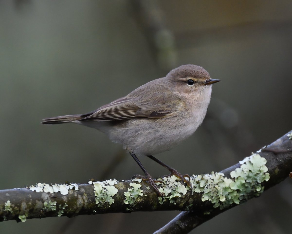 Steph Murphy tweet media