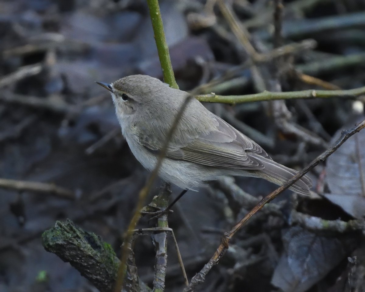 Steph Murphy tweet media