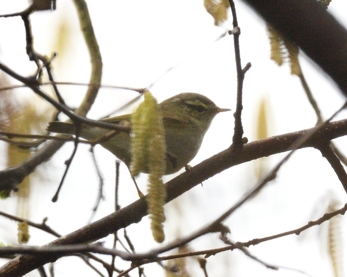 Steph Murphy tweet media