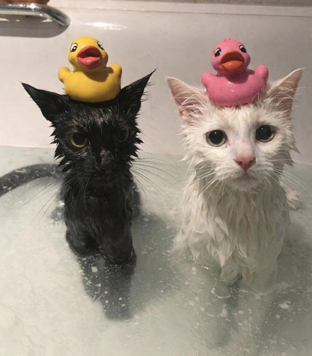 cats.jpg (@catsdotjpg) on Twitter photo 