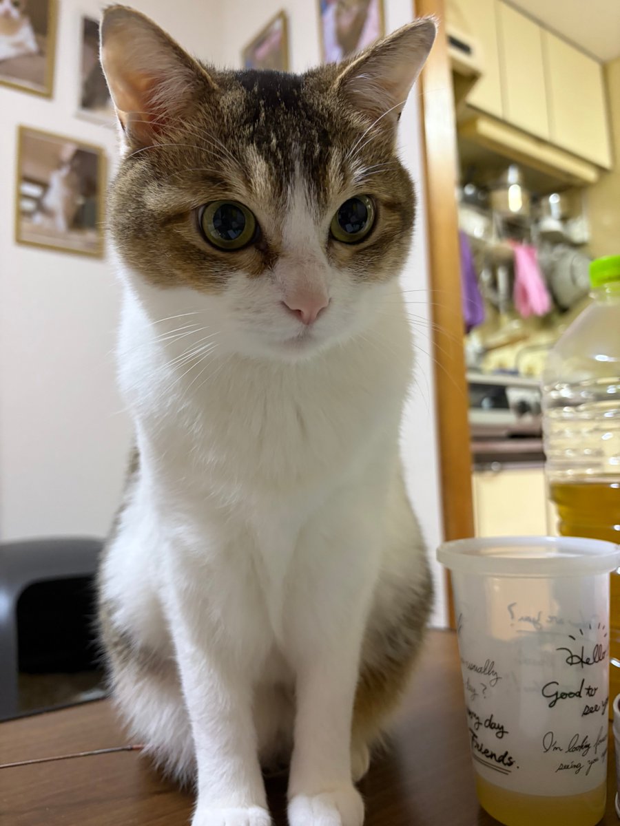 おはよう御座いますニャン😻🐈💖💖
パパ👨
お仕事行ってらっしゃい🚚🚚
今朝も気温1℃❄️❄️
運転気をつけてニャン🚚🚚