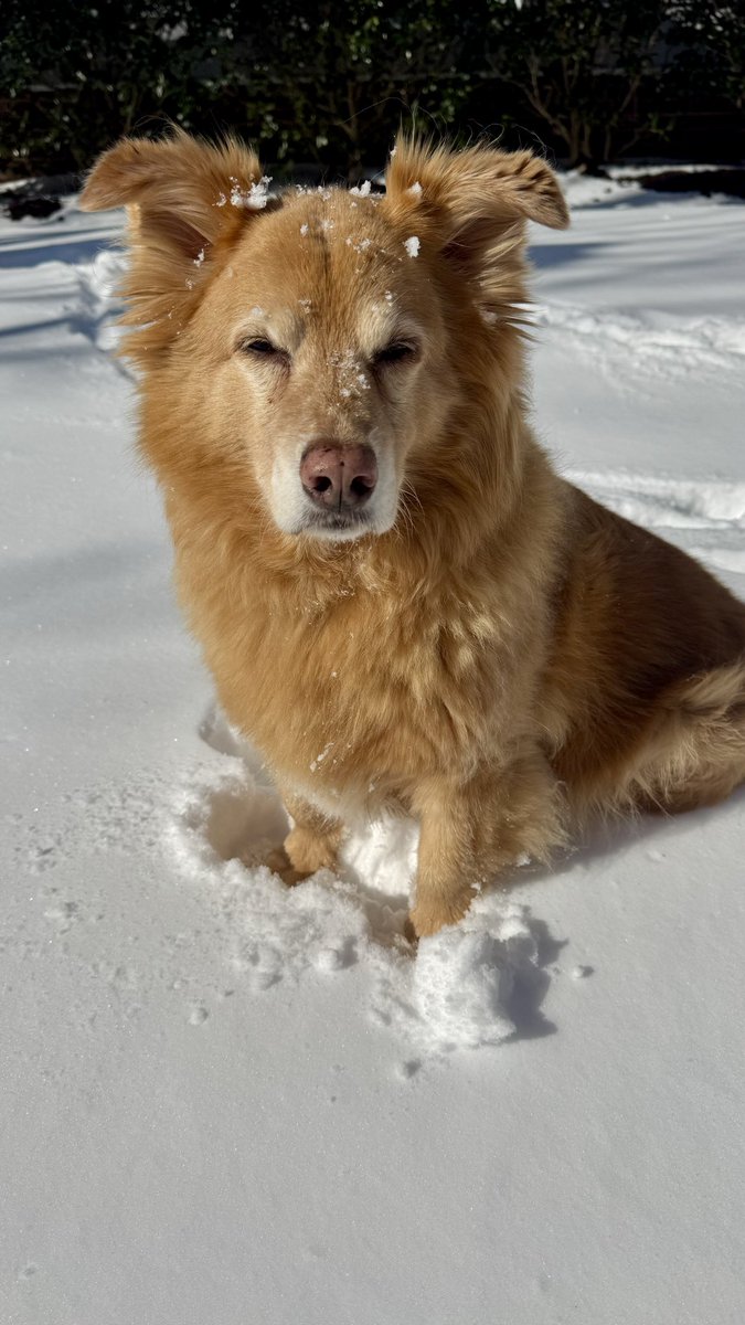 LBHMNC's tweet photo. @katcampbellwx one happy dog once the snow finally started falling in Raleigh! https://t.co/6fazbxdtZw